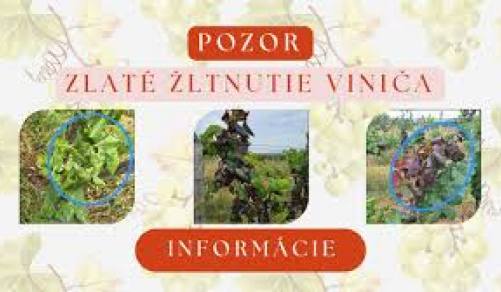 Fotka - Upozornenie - choroba viniča - zlaté žltnutie viniča